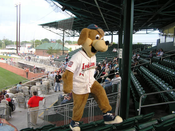 Scout, The Kinston Indians Mascot